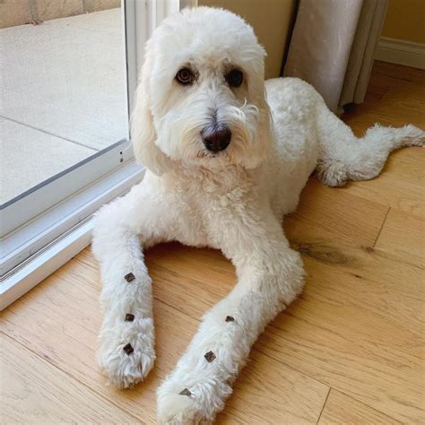 Pyrenees poodle. Things To Know About Pyrenees poodle. 